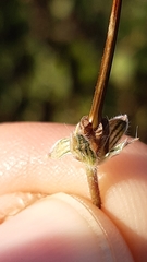 Erodium malacoides