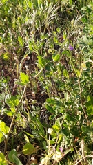 Erodium malacoides