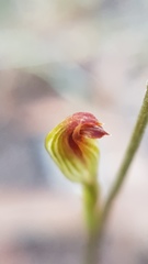 Pterostylis rubescens