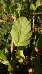 Erodium malacoides