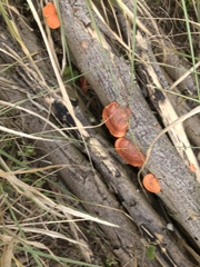 Pycnoporus sanguineus image