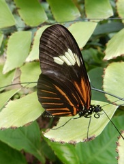 Heliconius erato emma