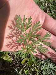 Thaspium pinnatifidum