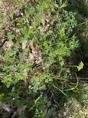Thaspium pinnatifidum