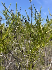 Hypericum fasciculatum