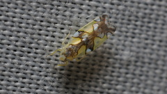 Protalebrella conica