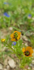 Adonis dentata
