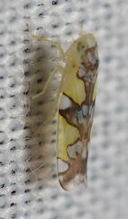 Protalebrella conica