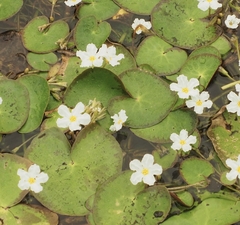 Nymphoides aquatica