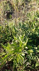 Sixalix atropurpurea