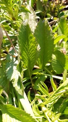 Sixalix atropurpurea