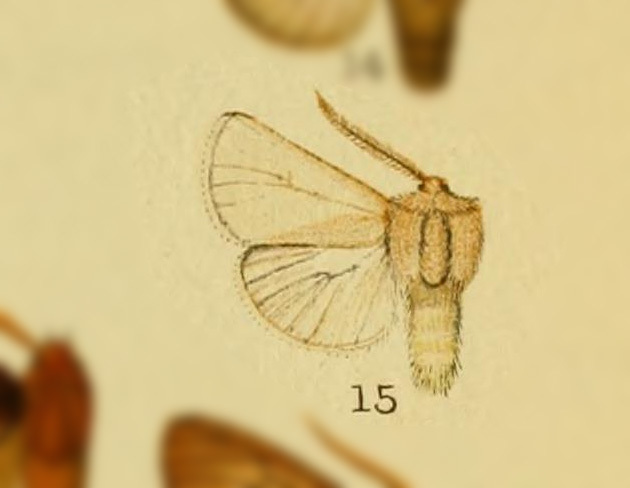 Paracles brittoni