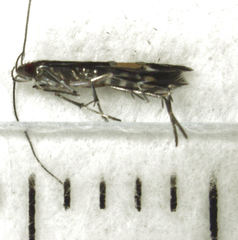 Cosmopterix attenuatella