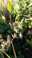 Sherardia arvensis