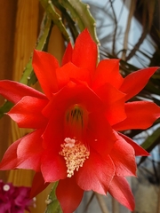 Disocactus ackermannii