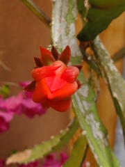 Disocactus ackermannii