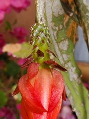 Disocactus ackermannii