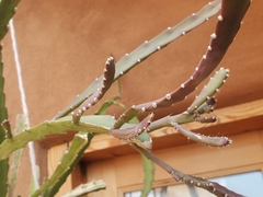 Disocactus ackermannii
