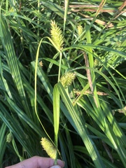 Carex typhina