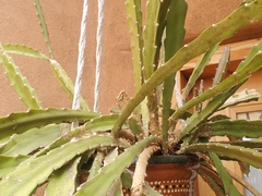 Disocactus ackermannii