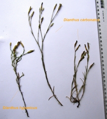 Dianthus hypanicus