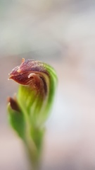 Pterostylis rubescens