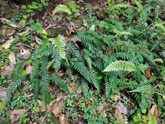 Blechnum mochaenum