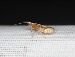 Argyresthia alternatella