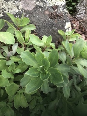 Hylotelephium telephioides