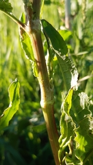 Rumex crispus crispus