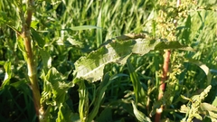 Rumex crispus crispus