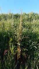 Rumex crispus crispus