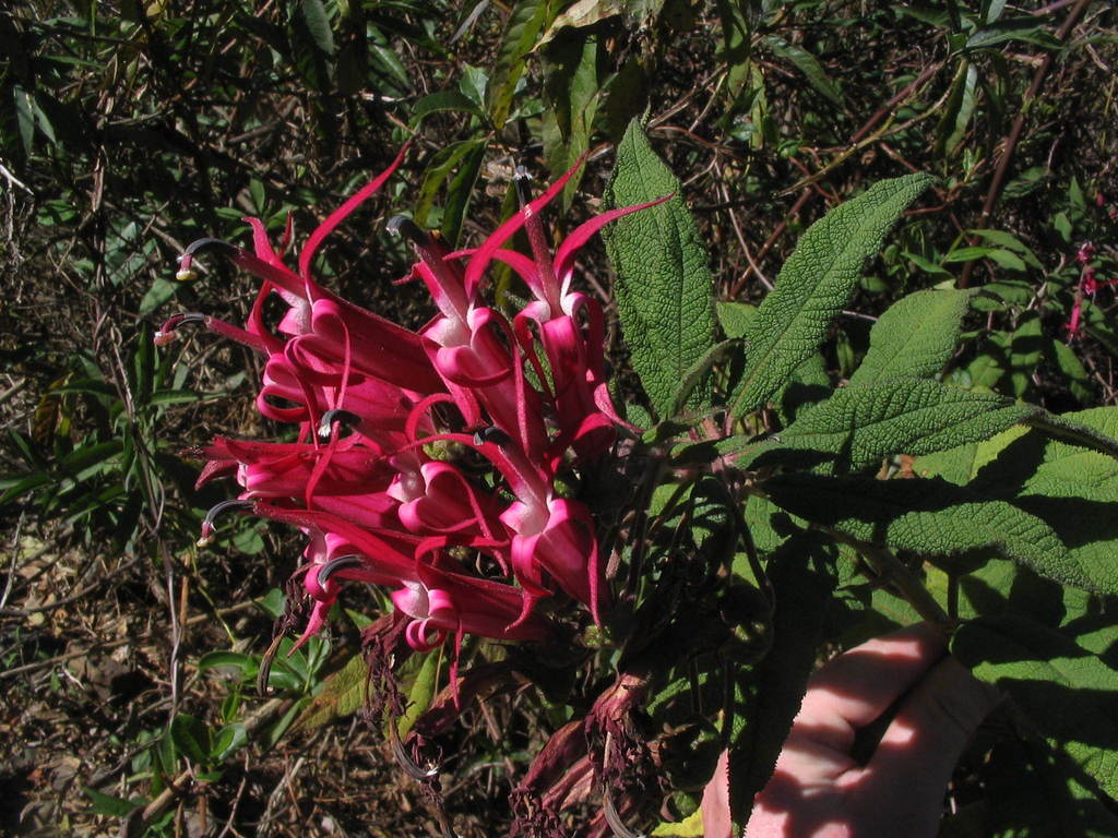 Siphocampylus boliviensis