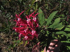 Siphocampylus boliviensis