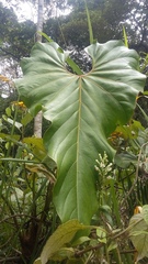 Anthurium nigrescens
