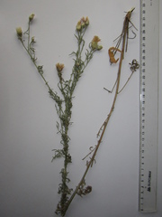 Centaurea borysthenica