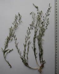 Thesium linophyllon
