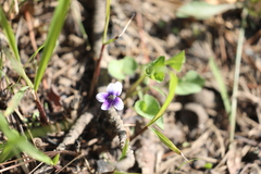 Viola banksii