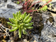 Sedum pulchellum