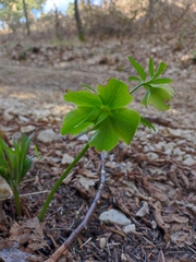 Helleborus viridis