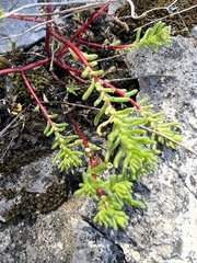 Sedum pulchellum