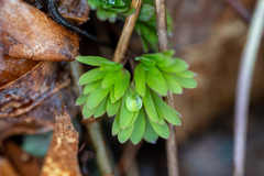 Corydalis solida