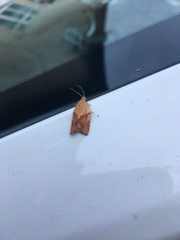 Epiphyas postvittana