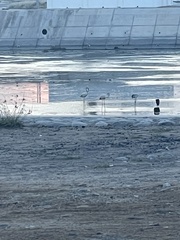 Phoenicopterus roseus