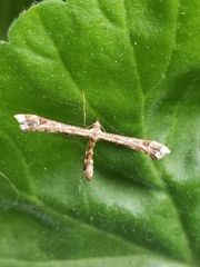 Amblyptilia pica