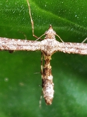 Amblyptilia pica