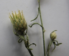 Centaurea borysthenica
