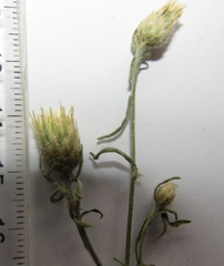 Centaurea borysthenica