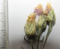 Centaurea borysthenica