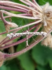 Amblyptilia pica